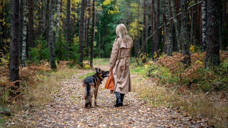 How To Get A German Shepherd To Obey You – 7 Tips