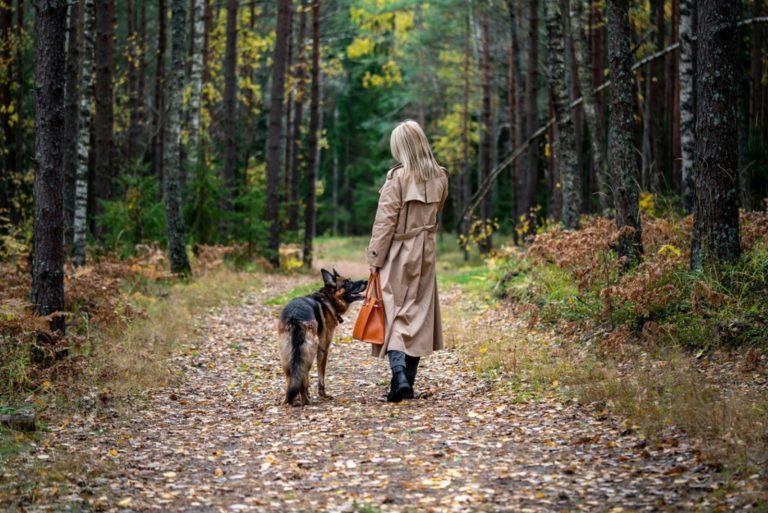 german shepherd walking with a woman in the forest