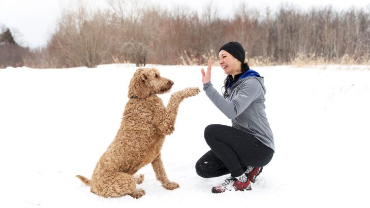 How To Get A Goldendoodle To Obey You