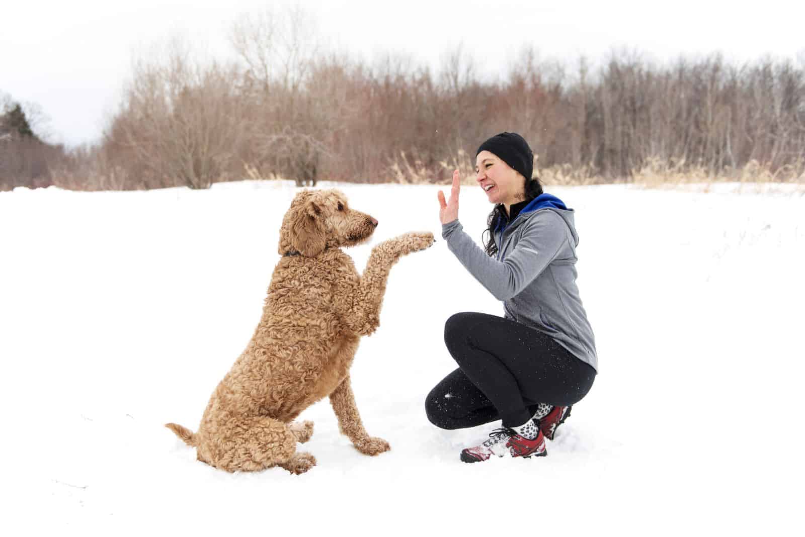 Goldendoodle gives a paw to a woman in the snow