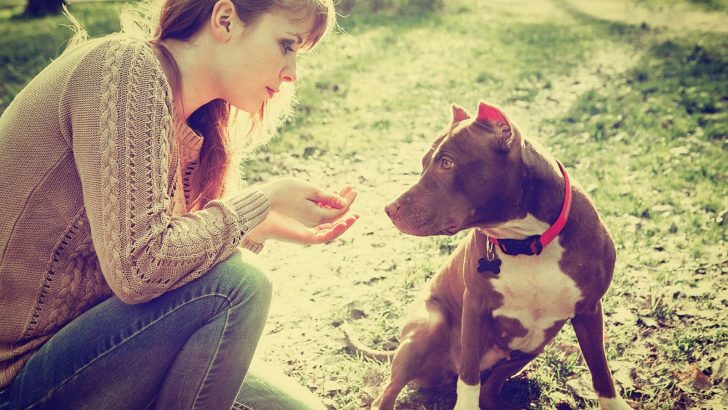 How To Get A Pitbull To Obey You? 5 Tested Tips