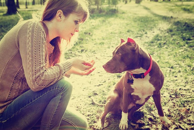 Woman with dog in park walking and playing