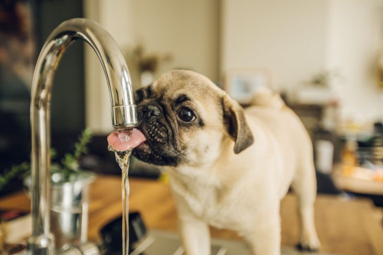 pug puppy drinking water from tap