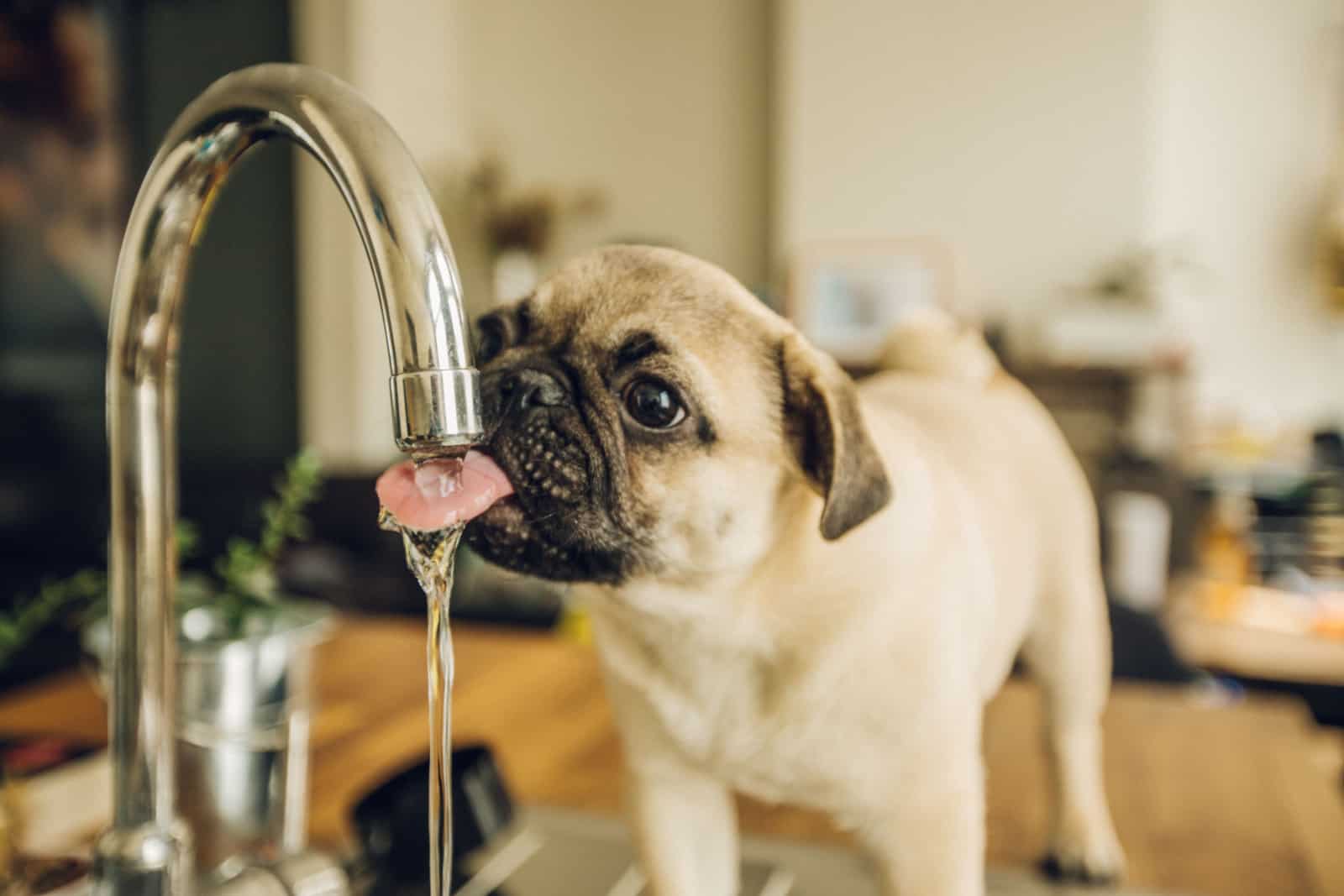 How To Get A Sick Dog To Drink Water? Help Is On The Way
