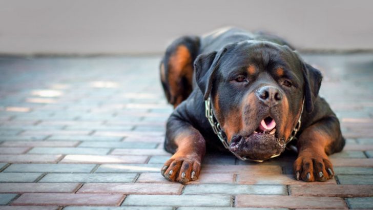 How To Make Dog Throw Up After Eating Chocolate