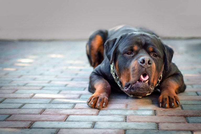 dog breed Rottweiler Vomit