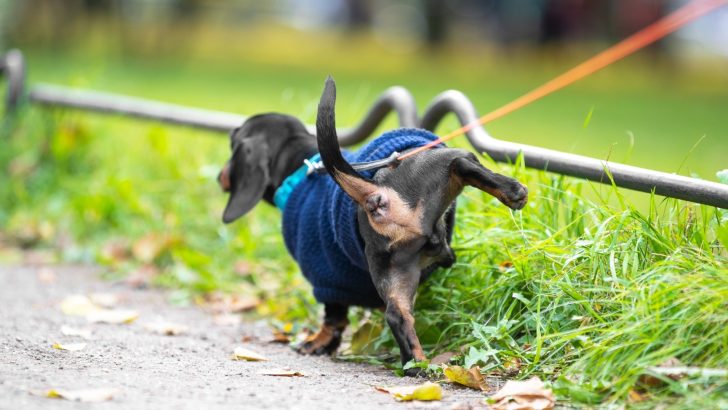 How To Potty Train Dachshund Dog Breed: Explained