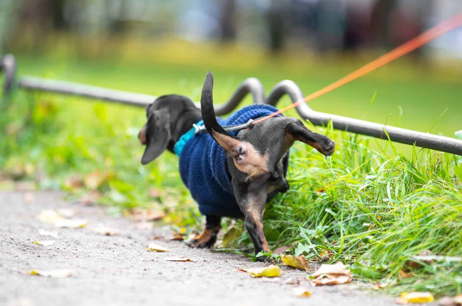 Dachshund peeing outside