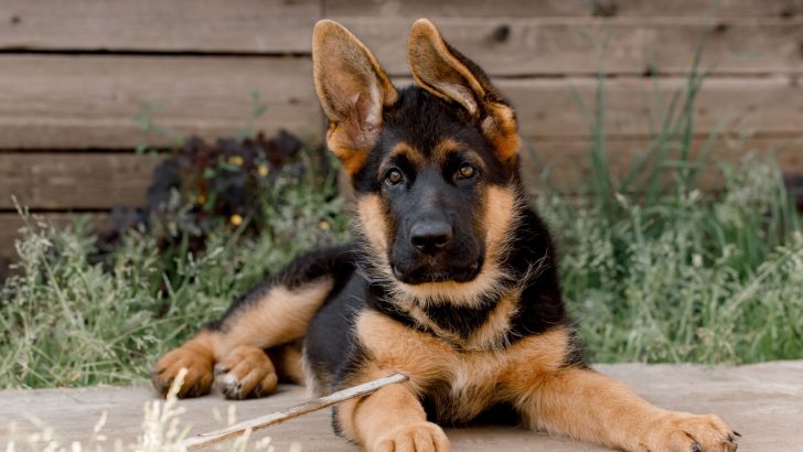How To Potty Train German Shepherd Puppy? 18 Housebreaking Tips
