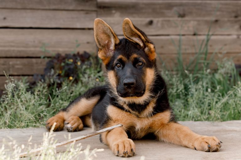 purebred german shepherd puppy