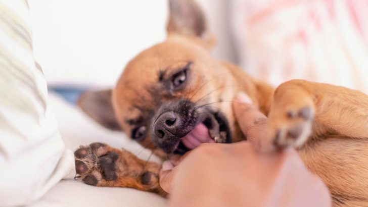 How To Punish A Chihuahua For Biting? 3 Tips