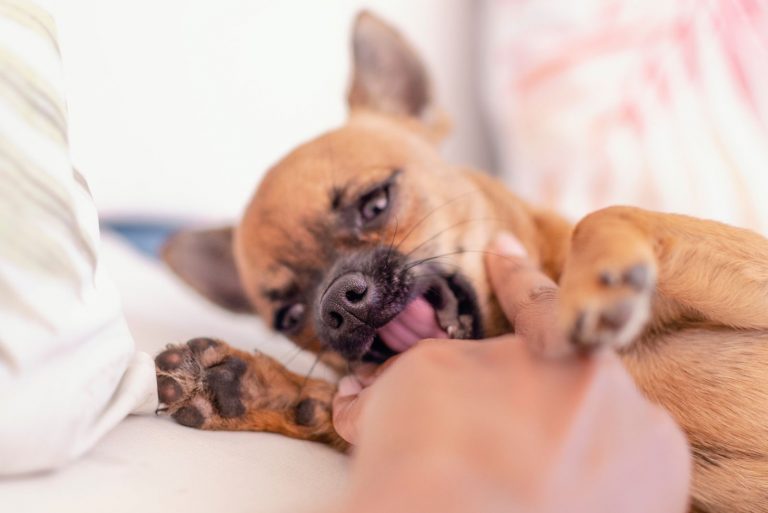 Chihuahua bites a woman's hand