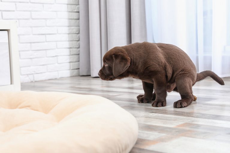 dog pooping on floor