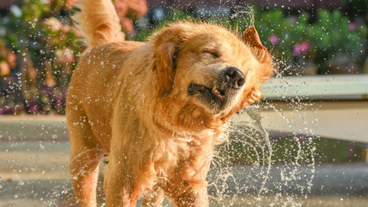 How To Teach A Dog To Shake: A Beginner’s Training Guide