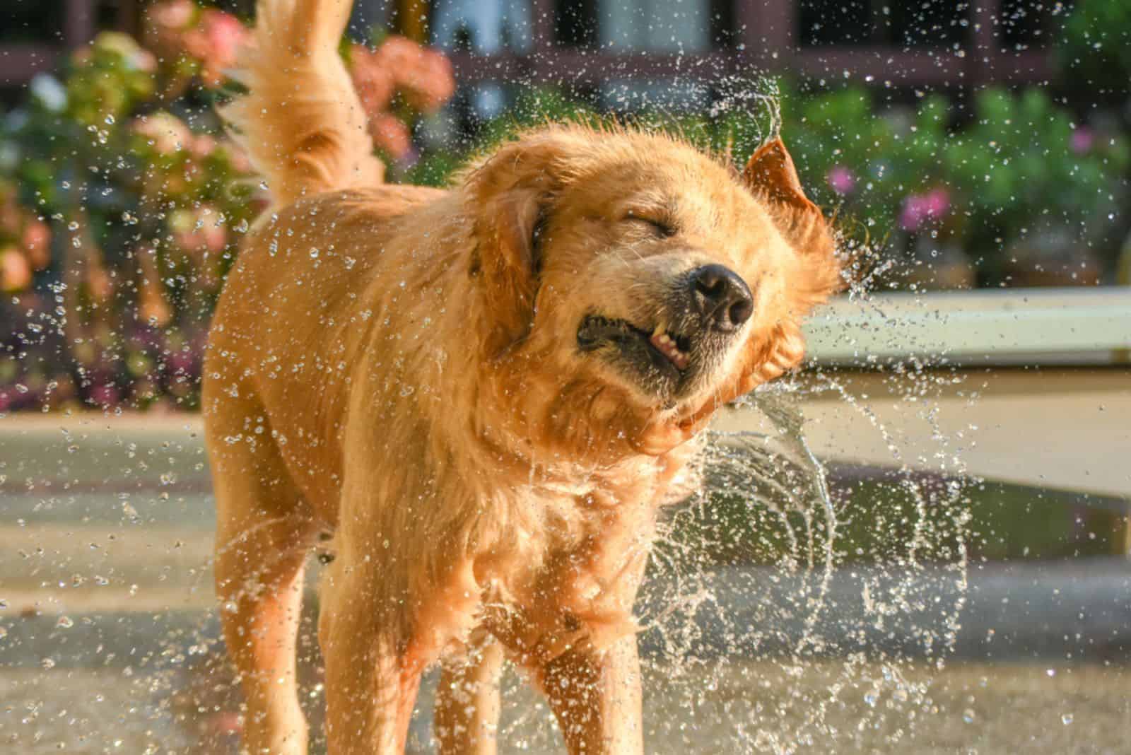 How To Teach A Dog To Shake: A Beginner’s Training Guide