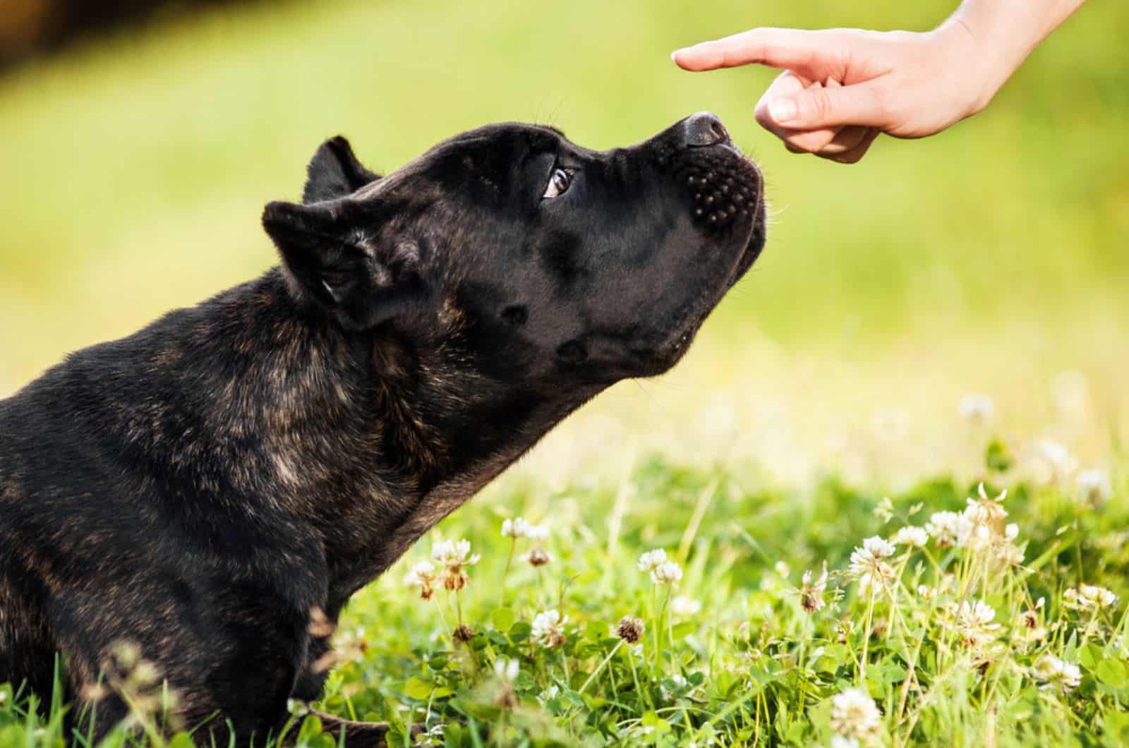 cane corso watching at the human hand