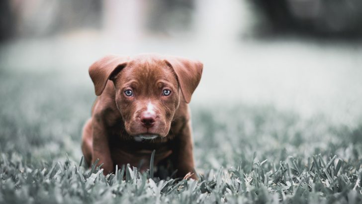 How To Train A Pitbull Puppy Not To Bite — 11 Great Tips