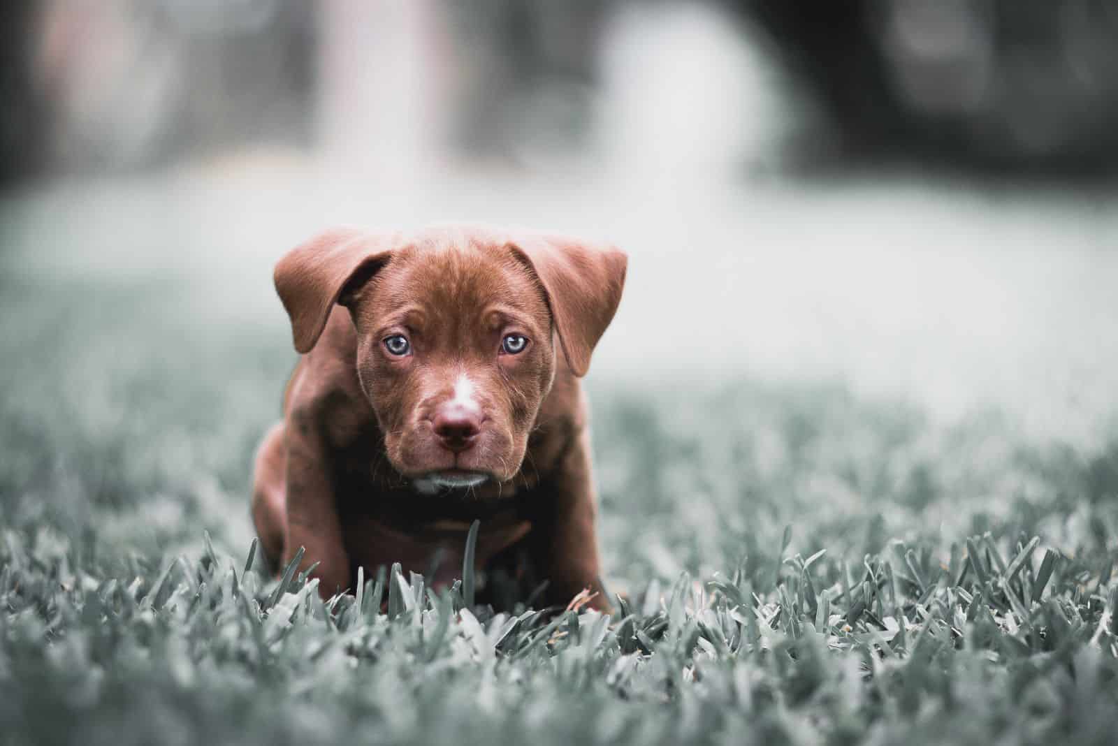 Pitbull Puppy walks in the field