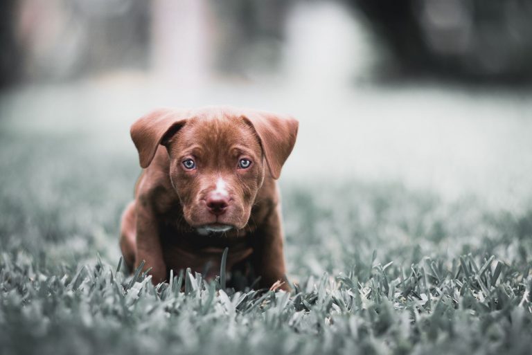 Pitbull Puppy walks in the field