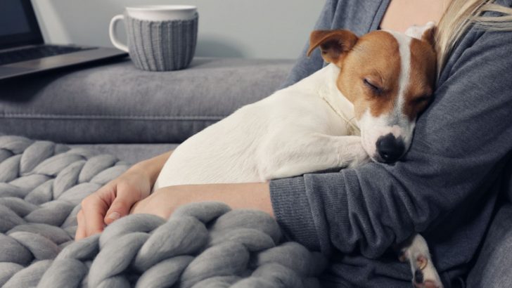 How To Treat A Limping Dog At Home? First Aid Help Guide