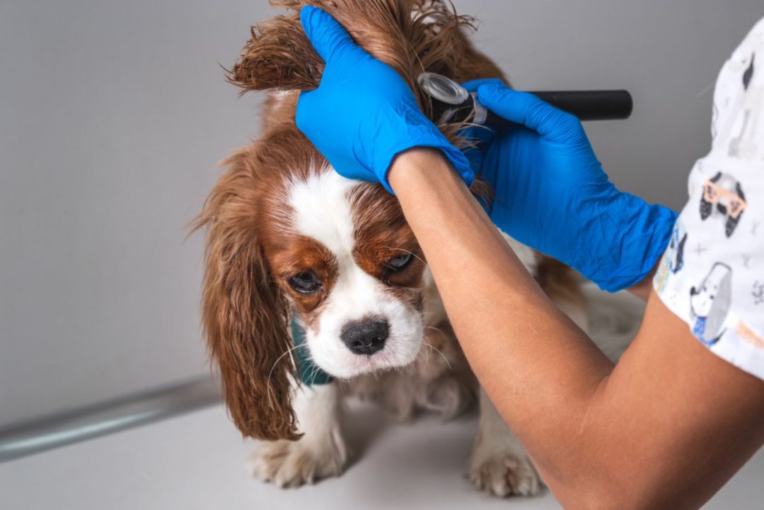 How To Treat Dog Ear Hematoma At Home 5 Best Ways