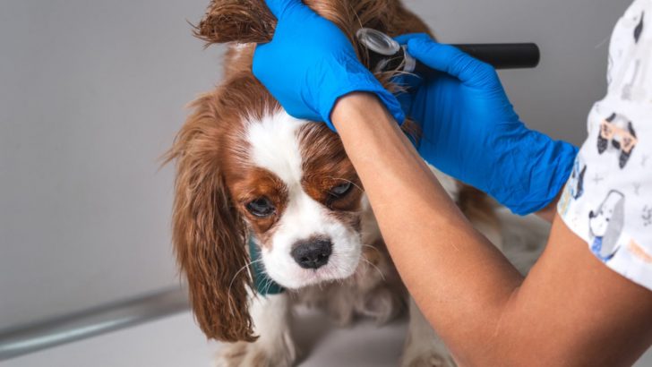 How To Treat Dog Ear Hematoma At Home: 5 Best Ways