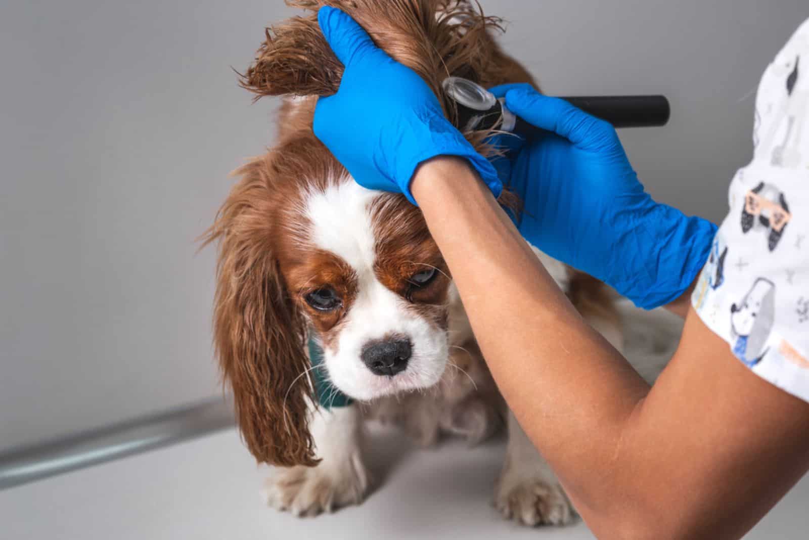 veterinarian checking dog's ear