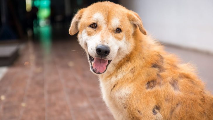 How To Treat Mange In Dogs At Home — 7 Best Home Remedies