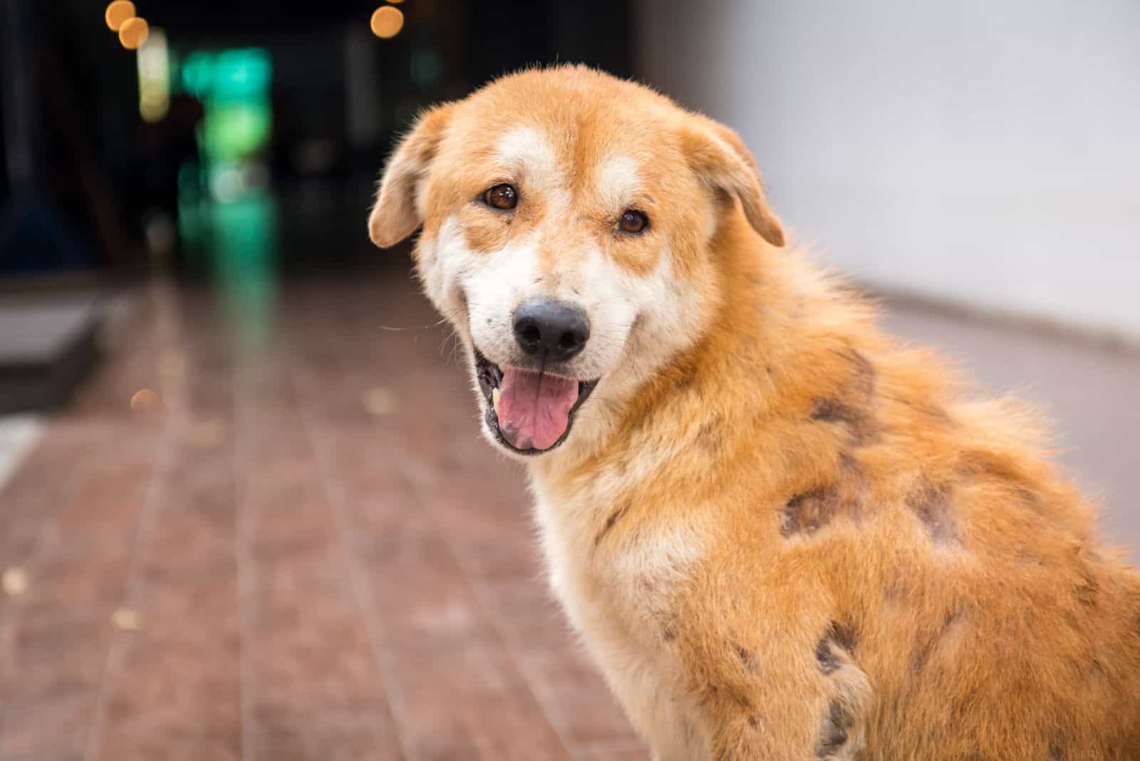 a dog with scabies sits on the floor