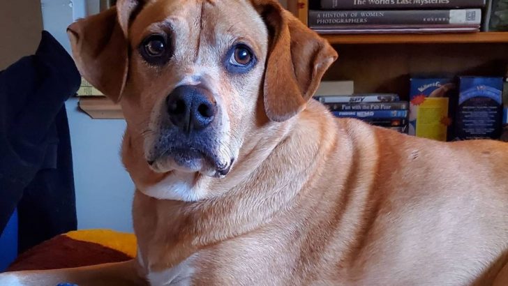 Is The Rhodesian Ridgeback Pitbull Mix The Dog For You?