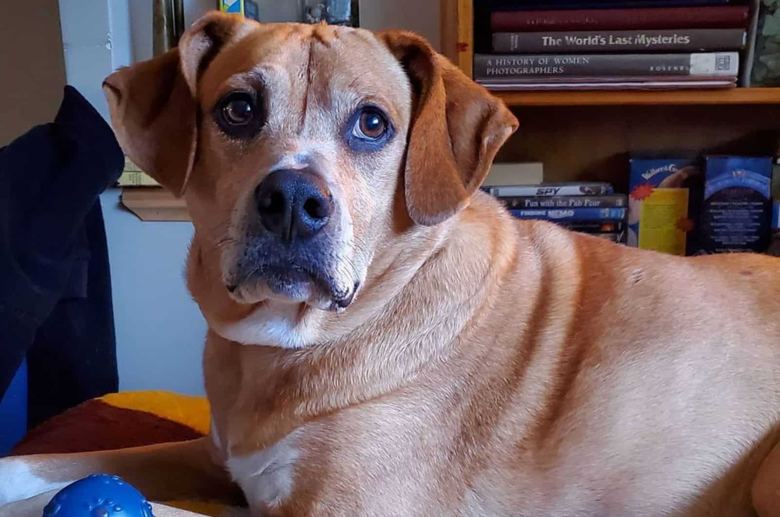 rhodesian ridgeback pitbull mix dog