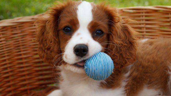 Is The Short-Hair Cavalier King Charles Spaniel A Myth?