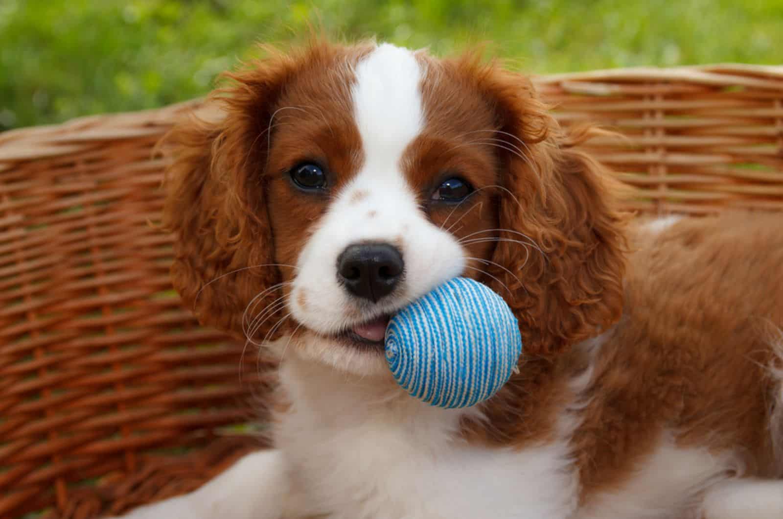 cavalier king sharles spaniel