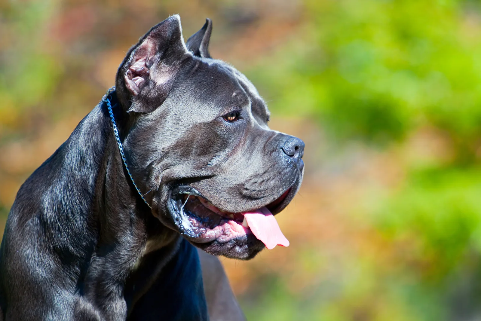 Italian Cane Corso dog in outdoor