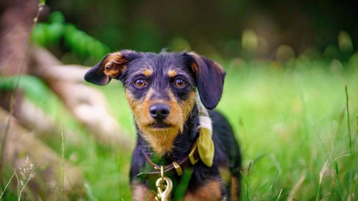 Jack Russell Dachshund Mix: Everything On The Jackshund