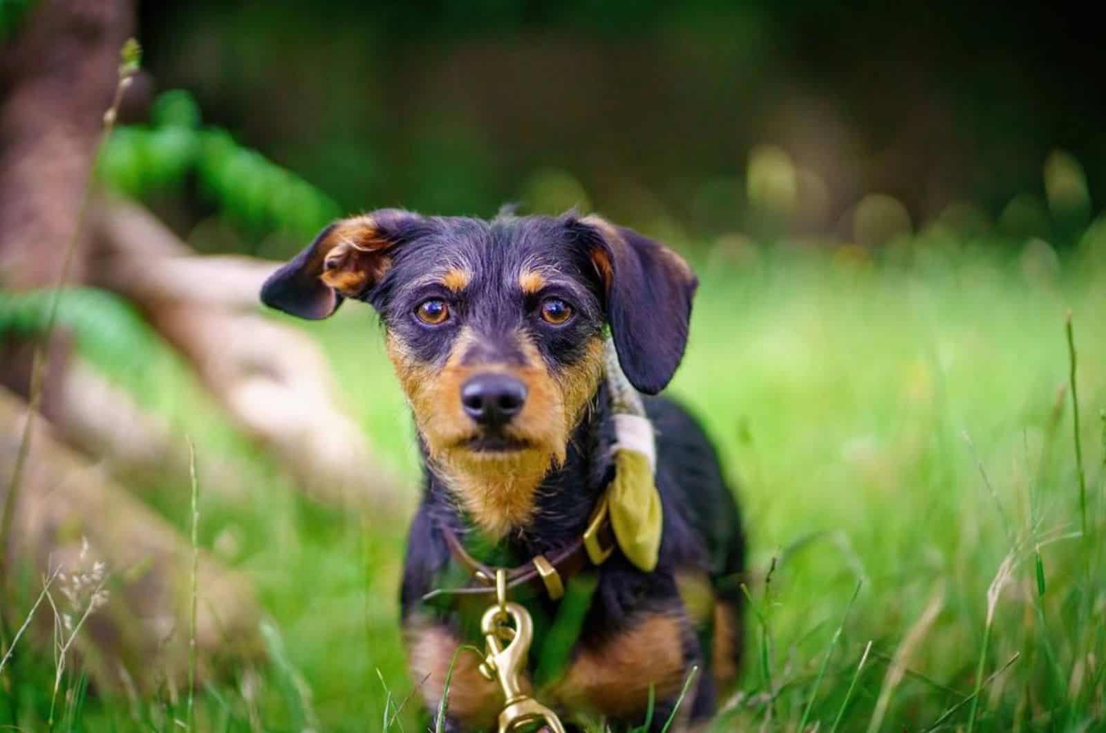 jack russell dachshund mix, known as jackshund