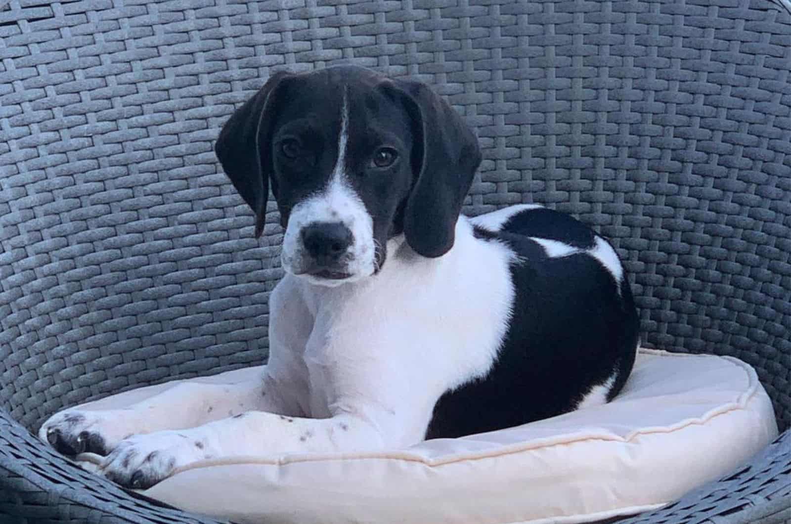 jack russell beagle mix sitting on a chair