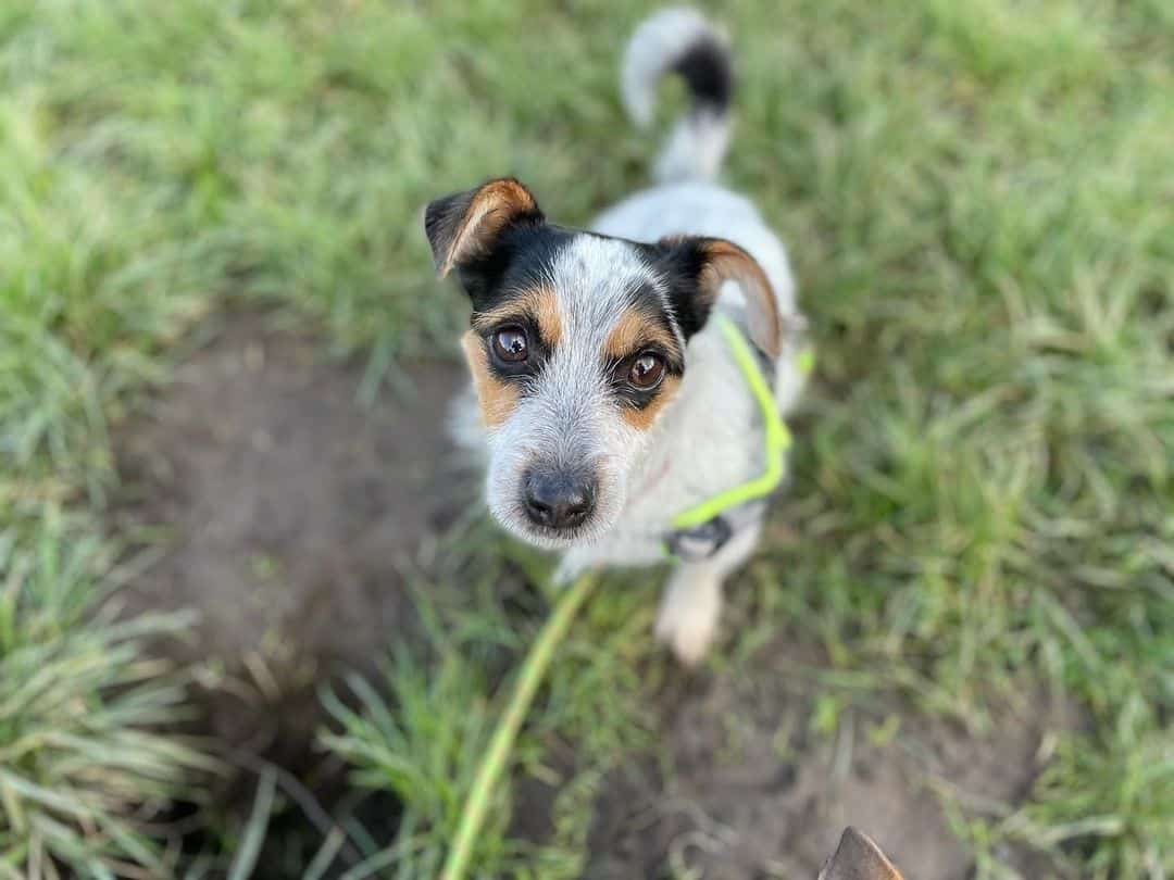 Jack Russell Terrier Norfolk Terrier Mix