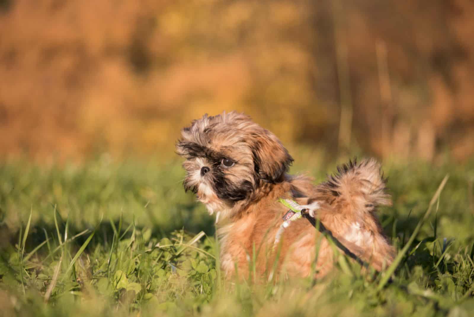 Little Shih Tzu puppy in a meadow