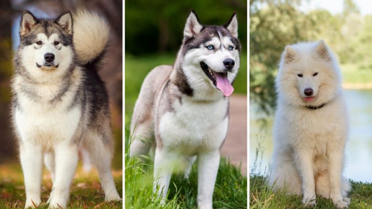 Malamute Vs Husky Vs Samoyed – Which One Is For You?