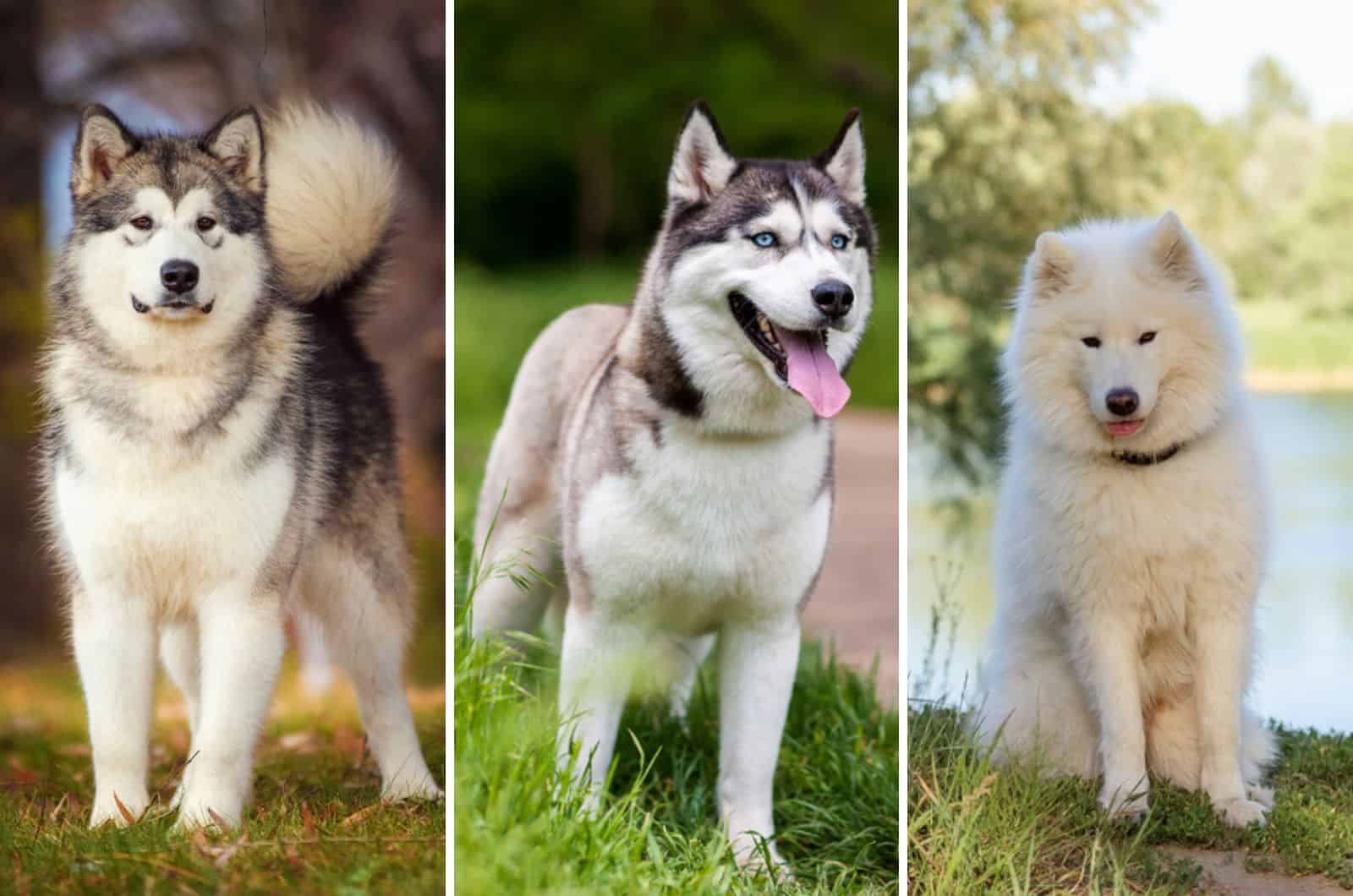 malamute vs husky vs samoyed