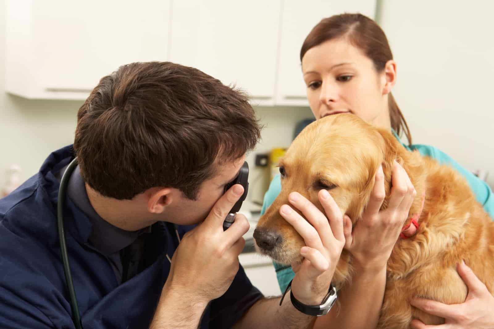 Male Veterinary Surgeon Examining Golden Retriever