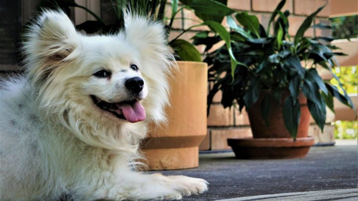 Maltipom: The Cuteness Scale Has Exploded