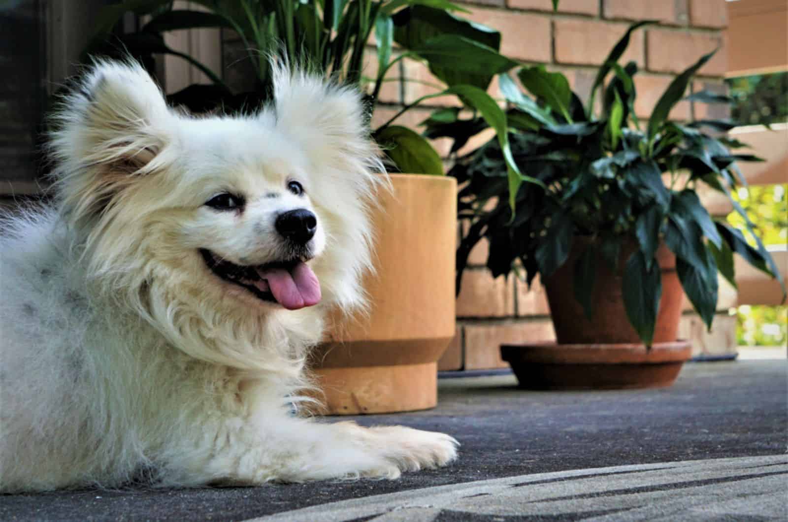 white maltipom lying outdoors