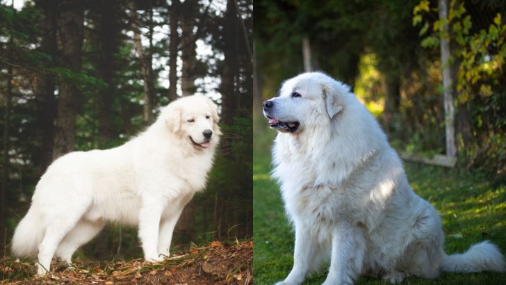 Maremma Sheepdog Vs Great Pyrenees: Clash Of The Titans