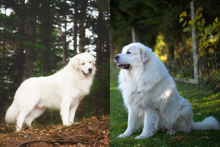 Maremma Sheepdog Vs Great Pyrenees