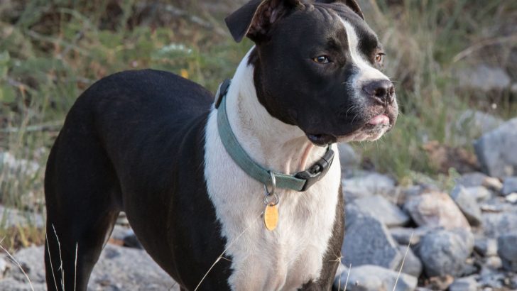 Meet The Valley Bulldog: Strong, Endearing, Affectionate