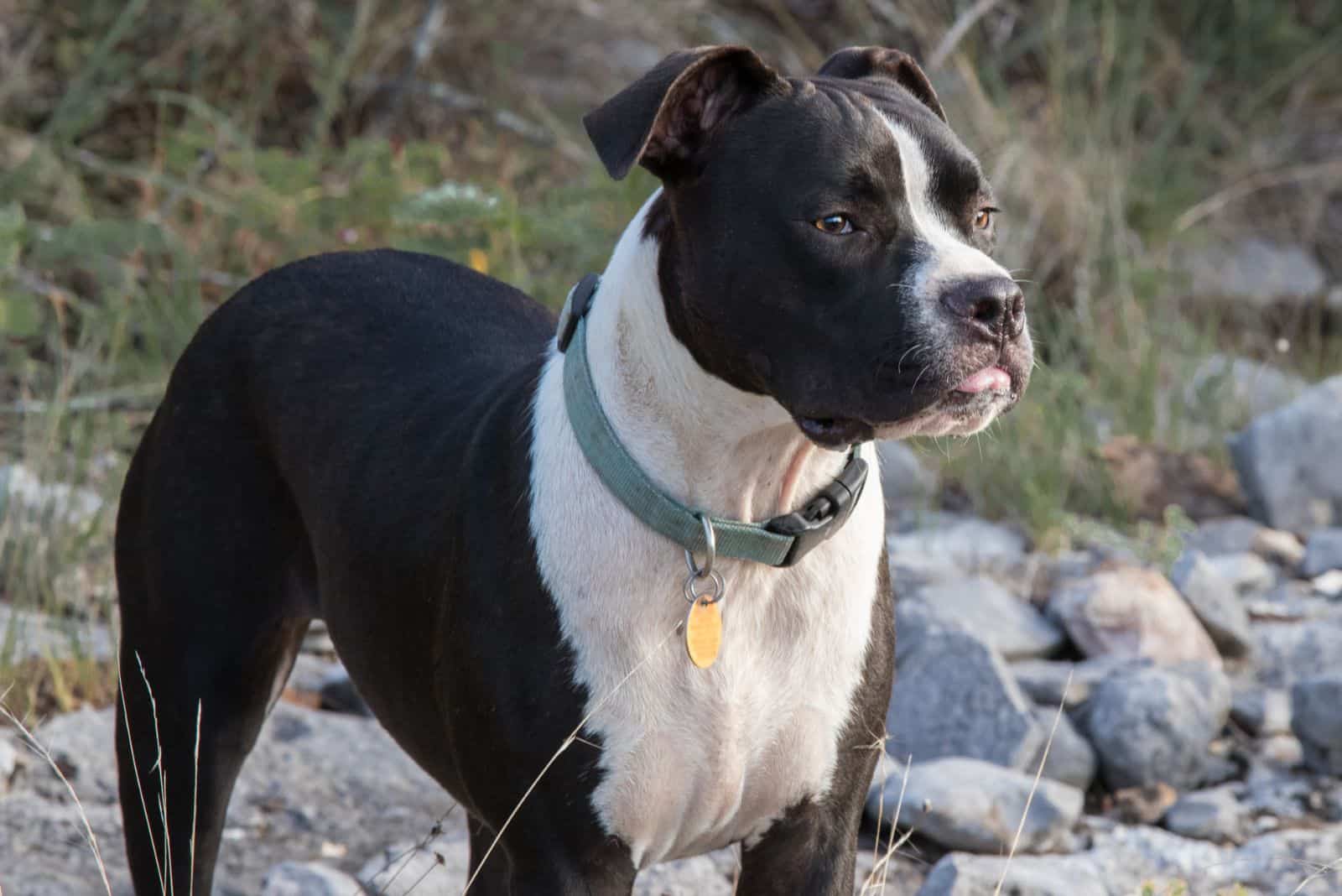 Valley Bulldog stands and looks off into the distance