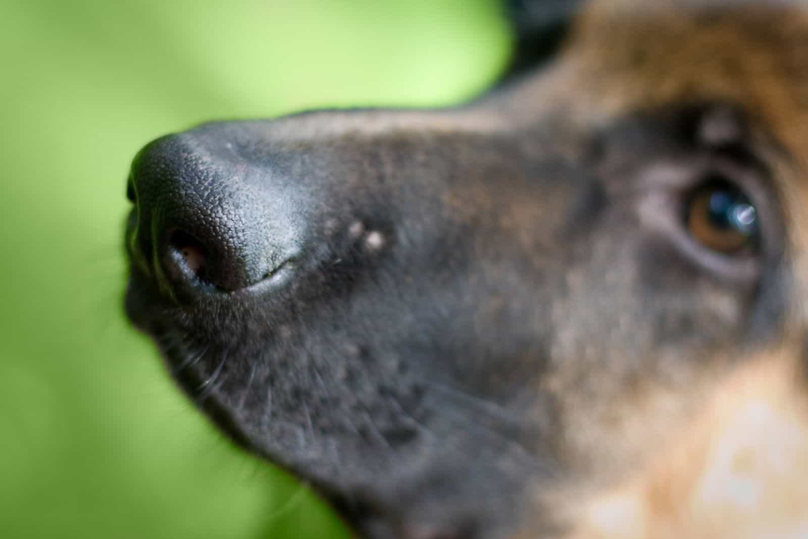 Nose of german shepherd puppy