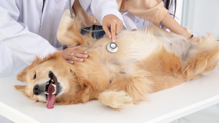 Paraphimosis In Dogs – What Is It And What To Do